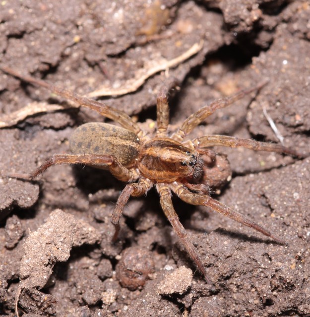 Trochosa