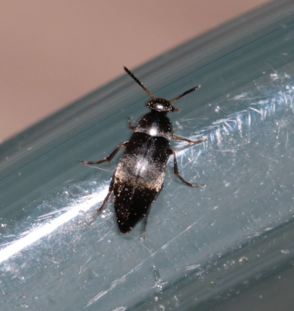 Anaspis