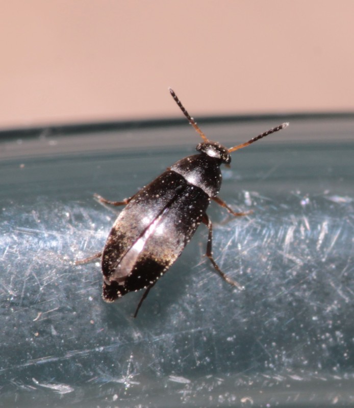 Anaspis