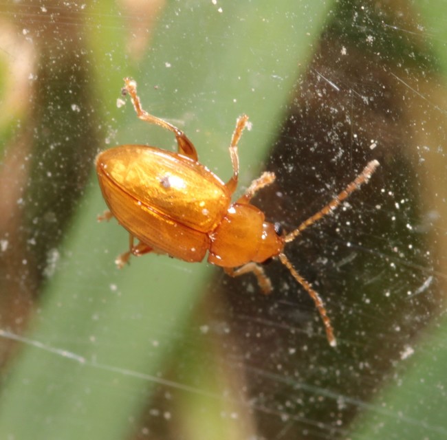 Neocrepidodera