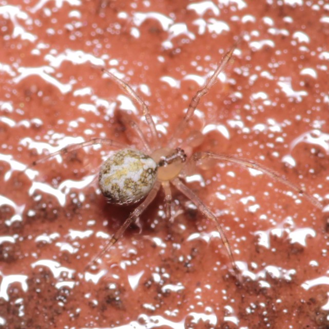 Theridion