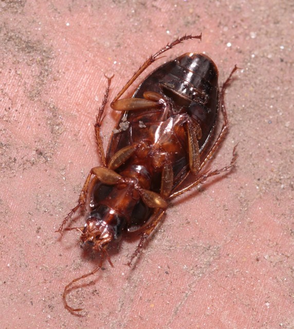 Calathus ambiguus - homoki tarfutó