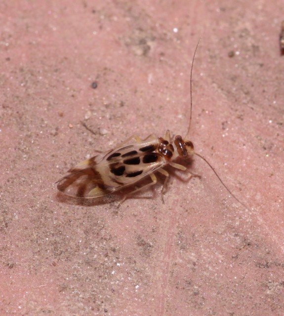 Graphopsocus cruciatus