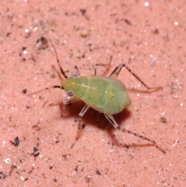 Plagiognathus arbustorum Plagiognathus arbustorum