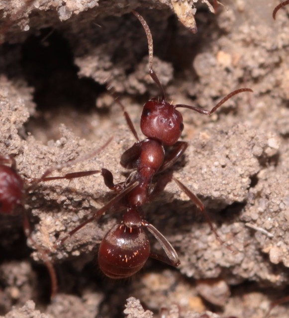 Polyergus rufescens - amazonhangya