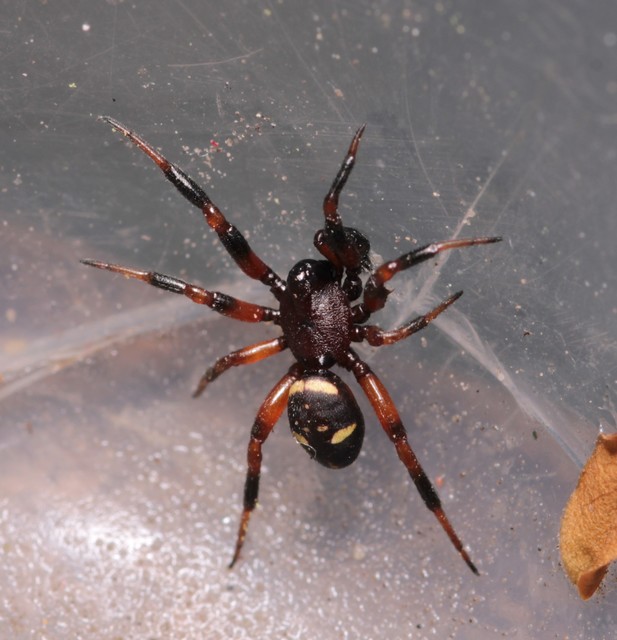 Asagena phalerata