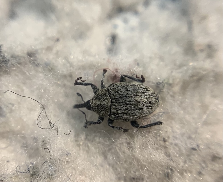 Sibinia pellucens - mécsvirágormányos
