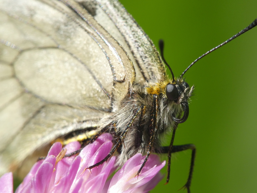 Parnassius mnemosyne - kis apollólepke