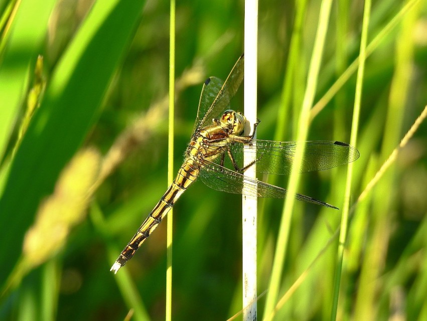 Orthetrum albistylum - fehérfarkú pásztorszitakötő