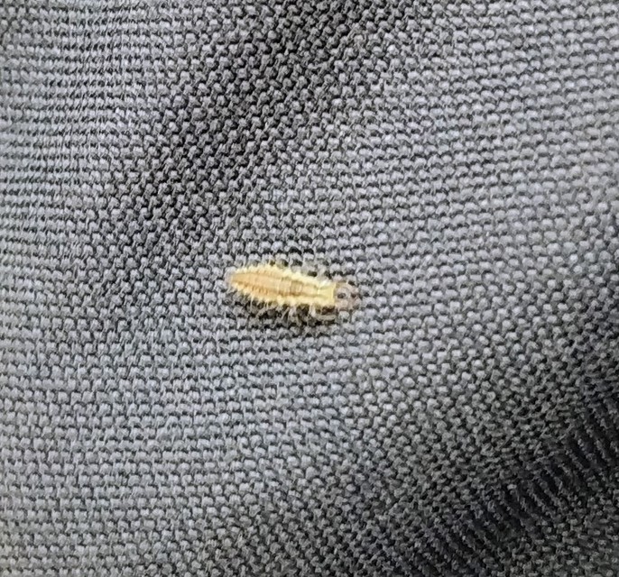 Chrysopidae - zöldfátyolkák