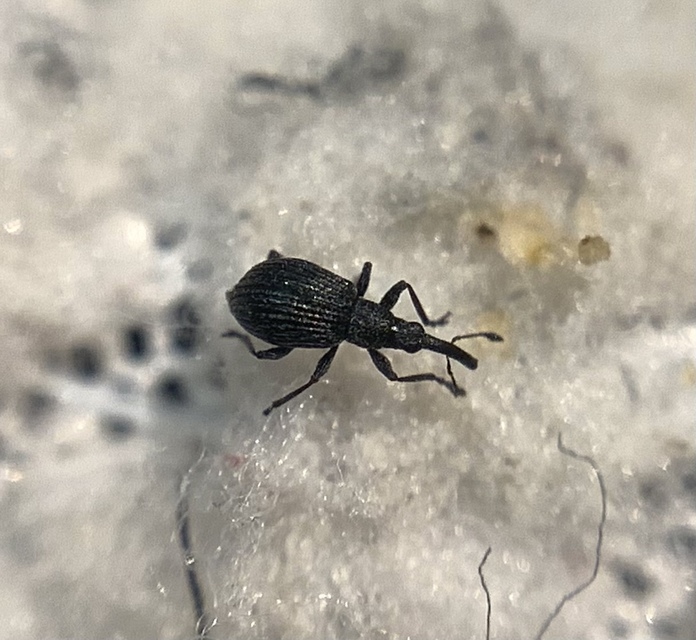 Holotrichapion ononis - szakállas cickányormányos