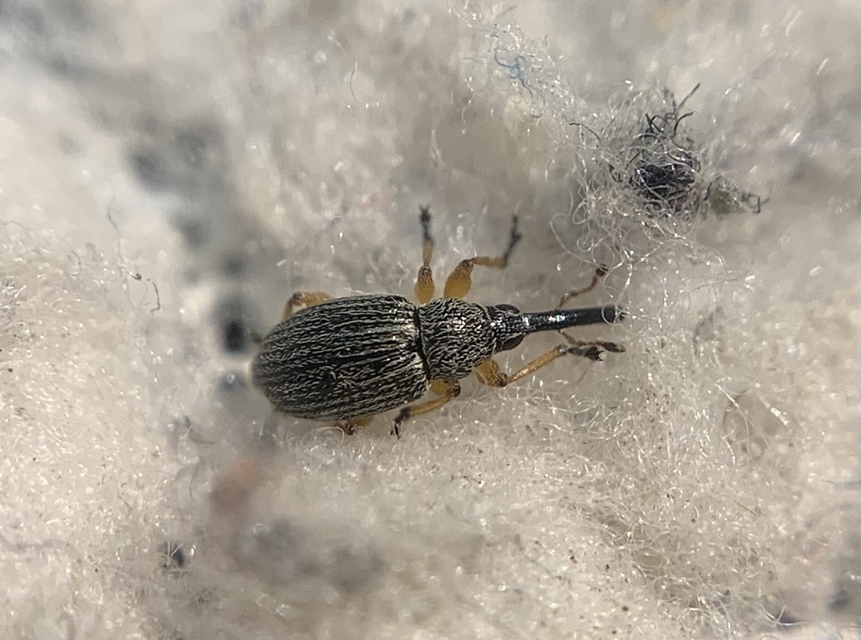 Pseudapion fulvirostre - fehérmályva-cickányormányos Pseudapion fulvirostre - fehérmályva-cickányormányos