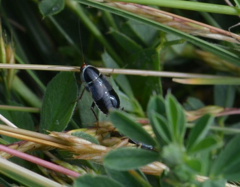 Phyllodromica megerlei - pontozott avarcsótány