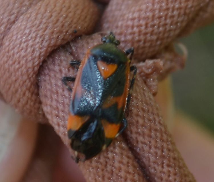 Deraeocoris trifasciatus - nagy mezeipoloska