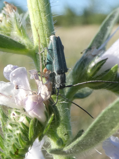 Phytoecia coerulescens - kígyósziszcincér