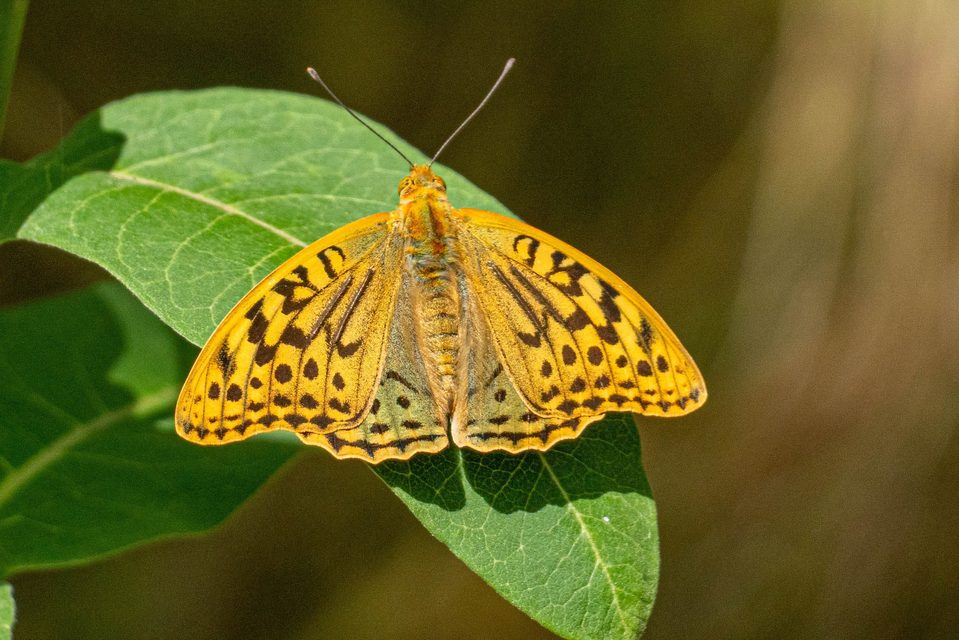 Argynnis pandora - zöldes gyöngyházlepke