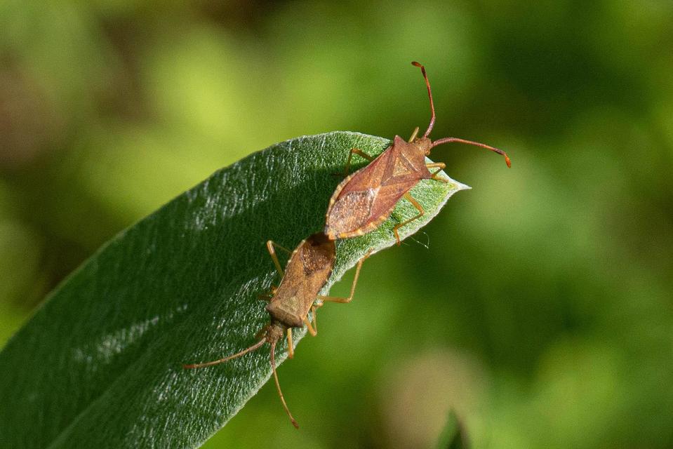 Gonocerus acuteangulatus - aranypetés karimáspoloska