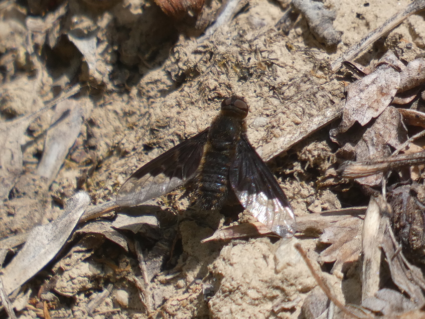 Hemipenthes morio - közönséges gyászlégy