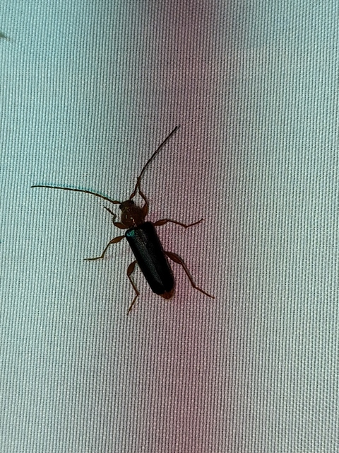 Phymatodes testaceus - változékony korongcincér