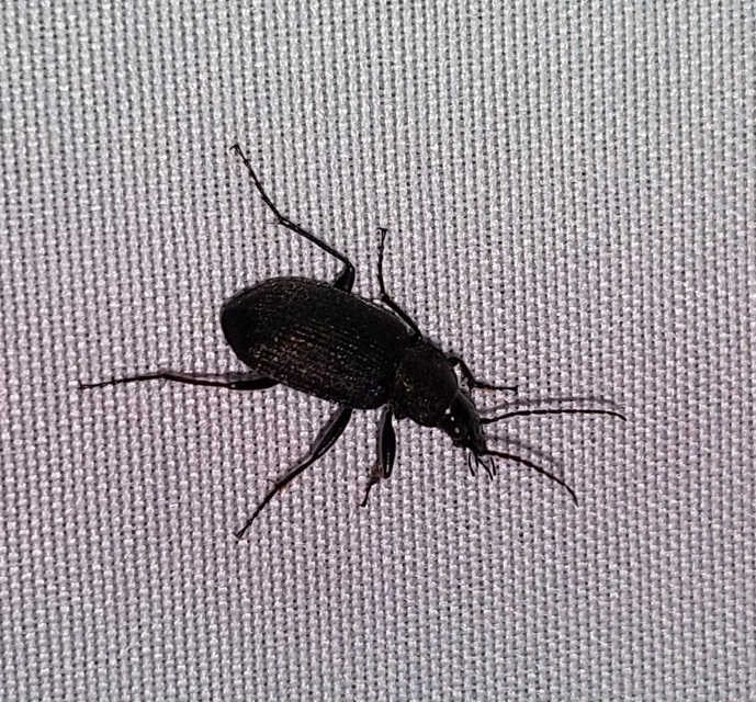 Chlaenius tristis - fekete bűzfutó