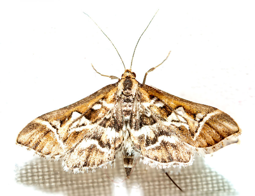 Diasemia reticularis - betűmintás tűzmoly