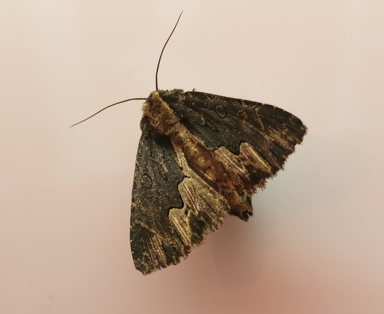 Dypterygia scabriuscula - szurokbarna nyáribagoly