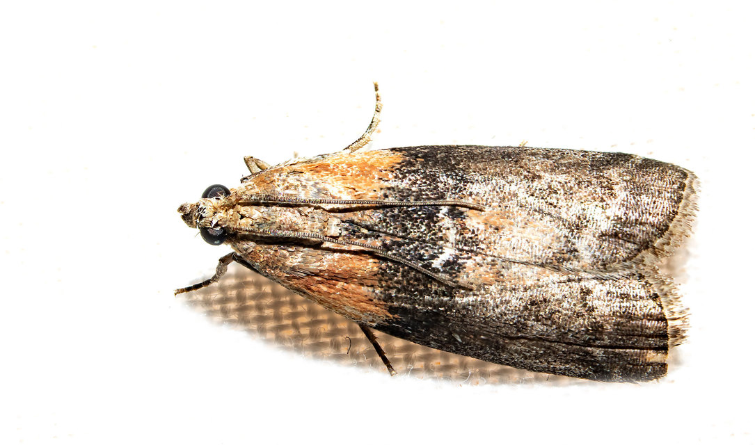Sciota