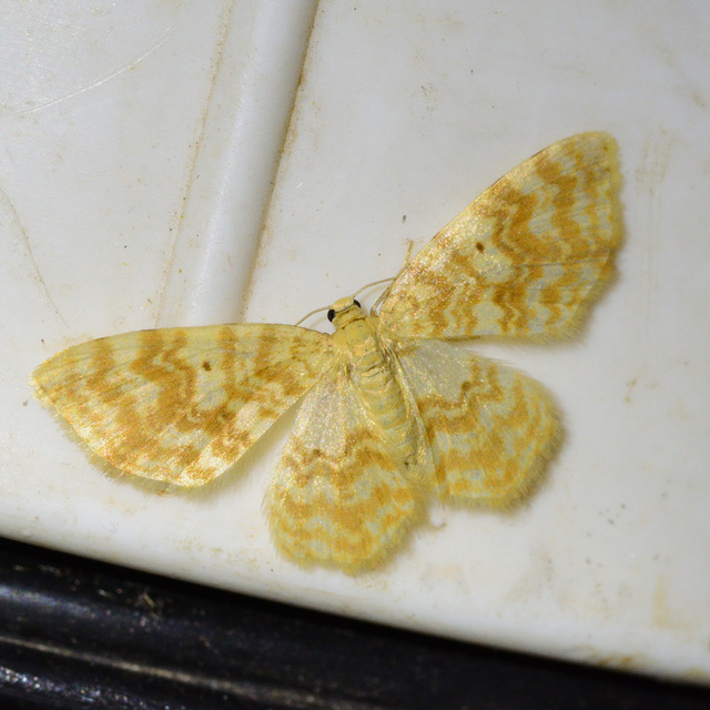 Hydrelia flammeolaria - narancssárga araszoló