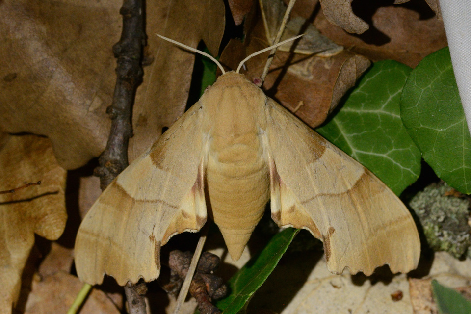 Marumba quercus - tölgyfaszender