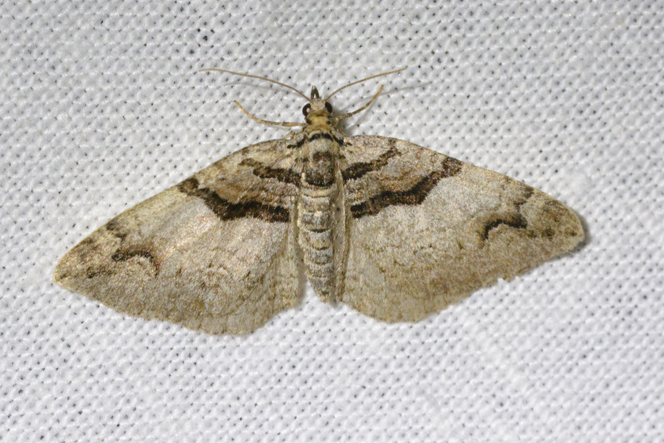 Pareulype berberata - sóskafa-tarkaaraszoló