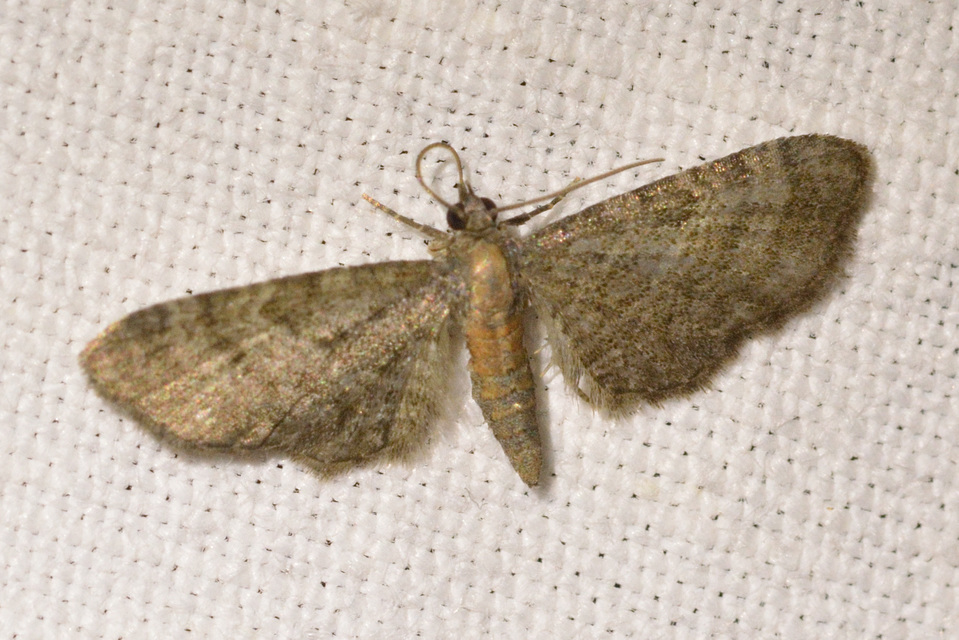 Eupithecia haworthiata - rozsdástestű törpearaszoló