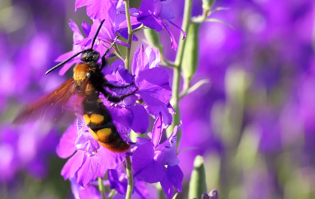 Megascolia maculata - óriás-tőrösdarázs