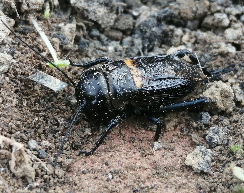 Gryllus campestris - mezei tücsök