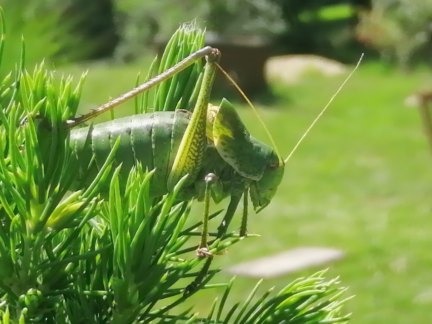 Polysarcus denticauda - fogasfarkú szöcske