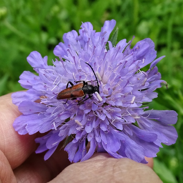 Vadonia unipunctata - kétpettyes virágcincér