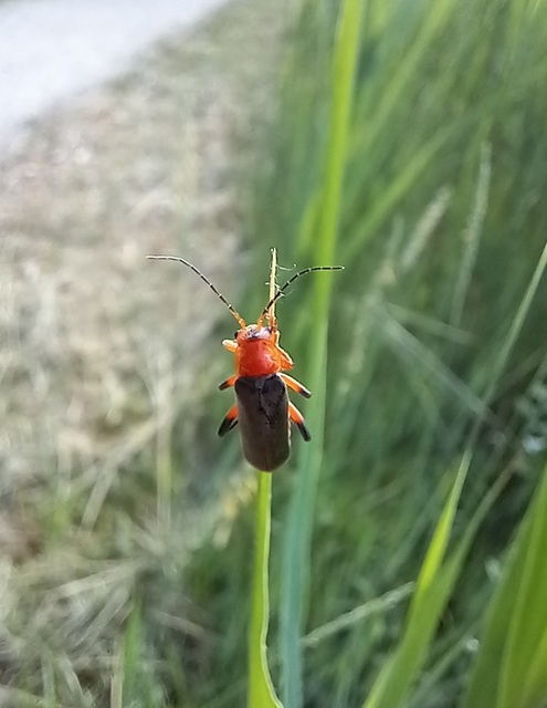 Cantharis livida - mezei lágybogár