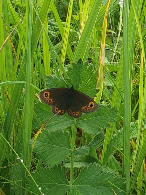 Erebia medusa - tavaszi szerecsenlepke