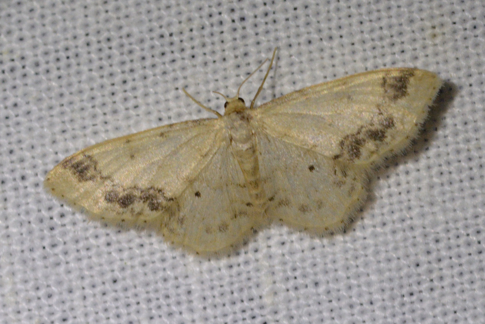 Idaea trigeminata - csúcsfoltos apróaraszoló