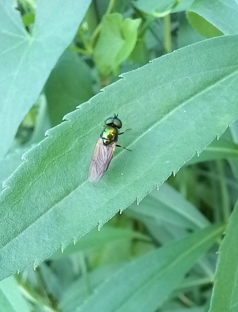 Chloromyia formosa - közönséges fémeslégy