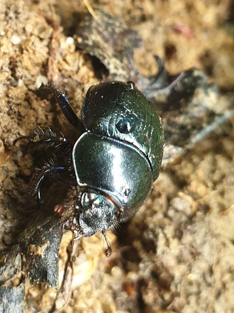 Anoplotrupes stercorosus - erdei álganéjtúró