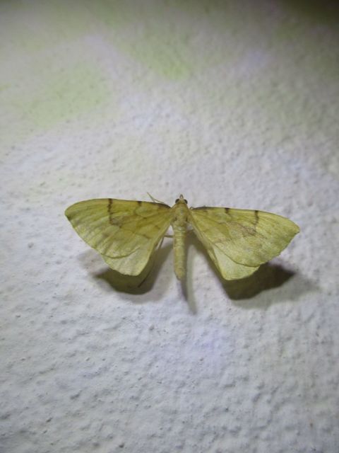 Eulithis pyraliata - sárga galajaraszoló