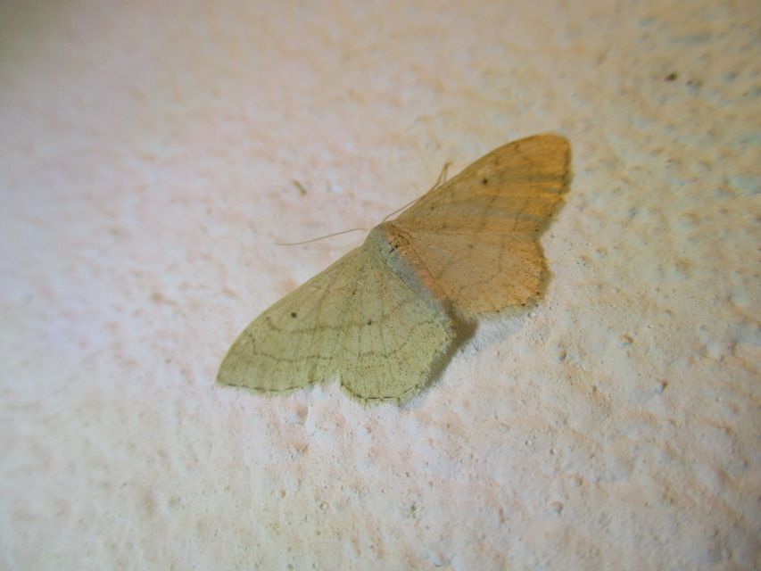 Idaea straminata - szalmasárga sávosaraszoló