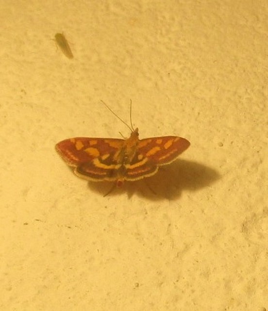 Pyrausta purpuralis - közönséges bíbormoly
