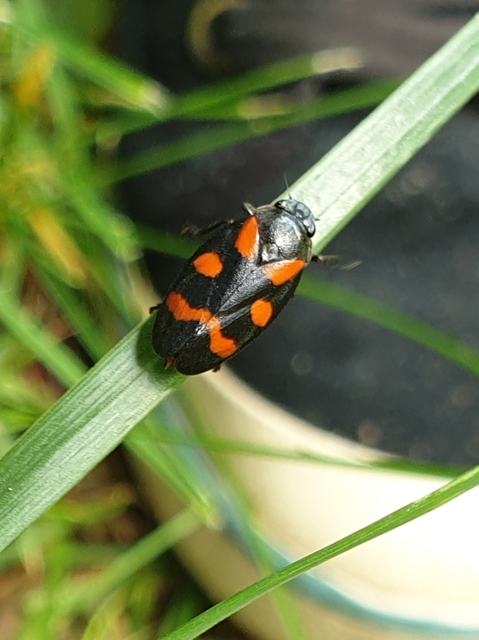 Cercopis arcuata/sanguinolenta