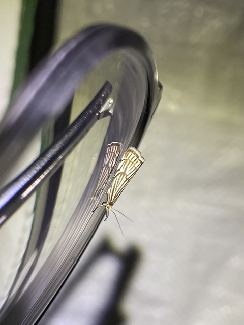 Chrysocramboides craterella - rácsos fűgyökérmoly