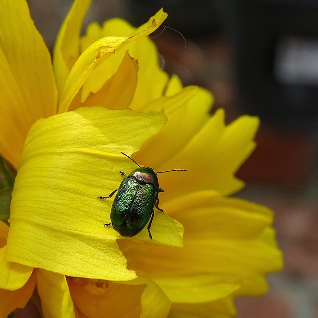 Cryptocephalus