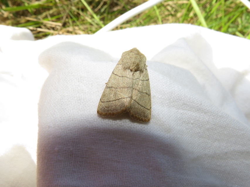 Charanyca trigrammica - háromsávos lombbagoly