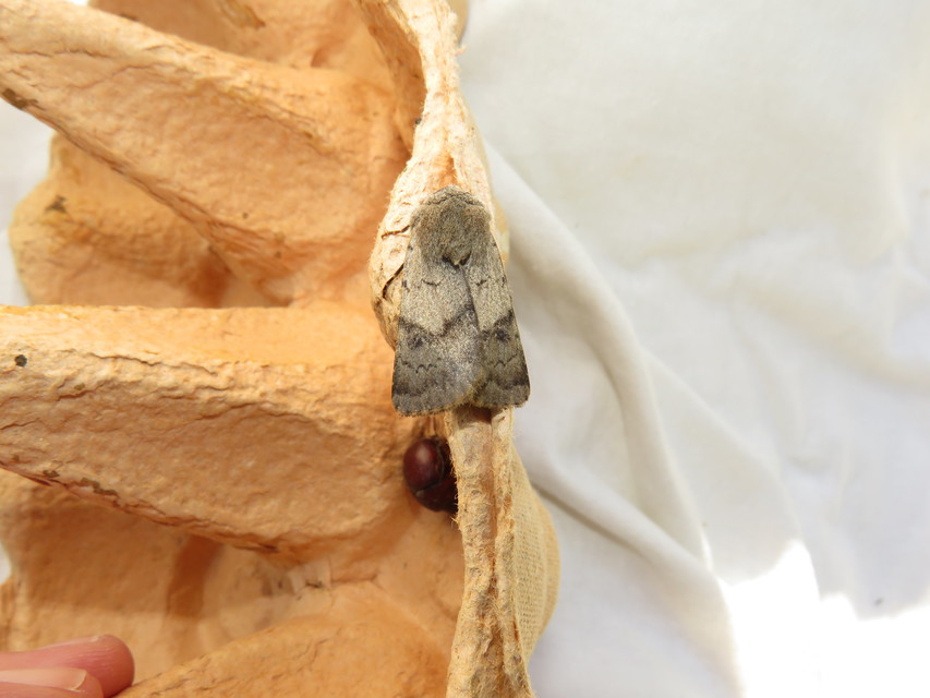 Agrotis cinerea - szürkés földibagoly