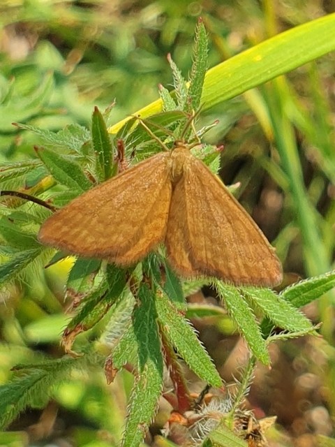 Idaea serpentata - kis sávosaraszoló