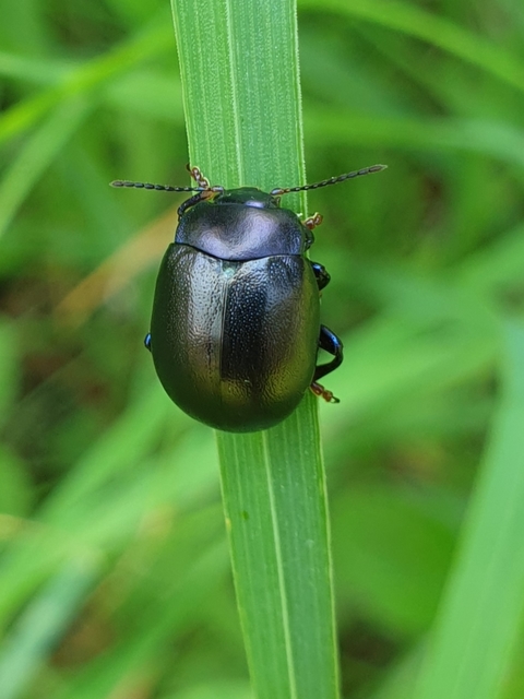 Chrysolina sturmi - vöröslábú levelész